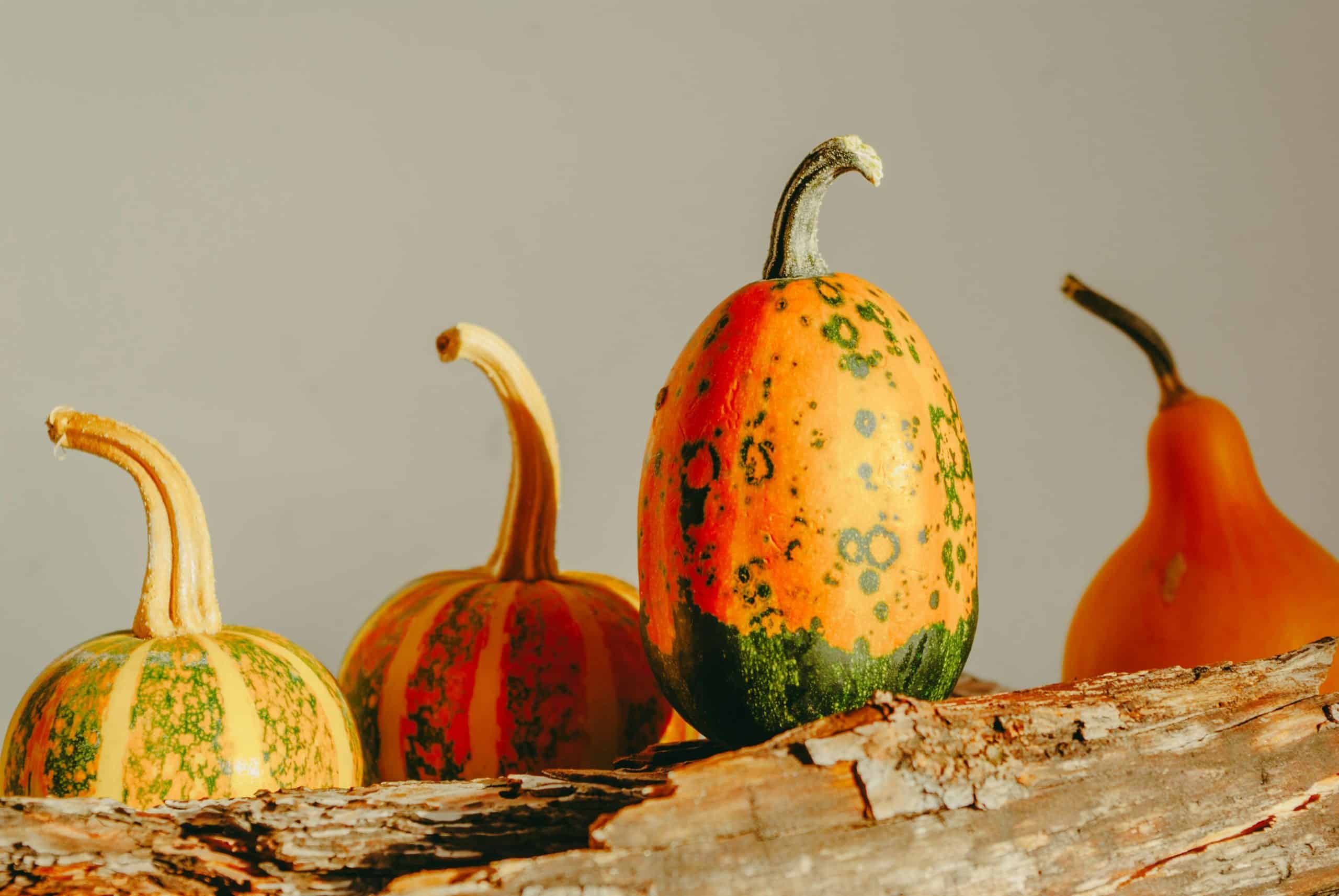 pumkin2