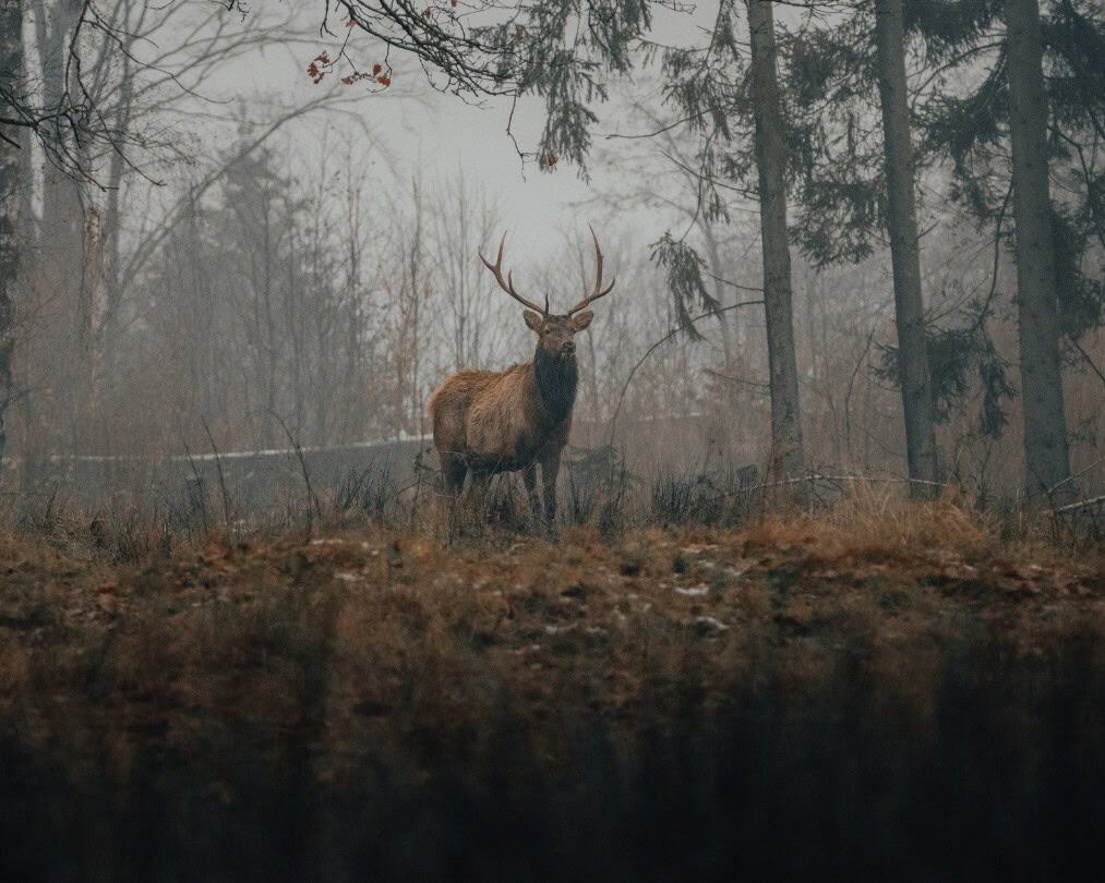 Blog Rewilding Darrel Combs 17