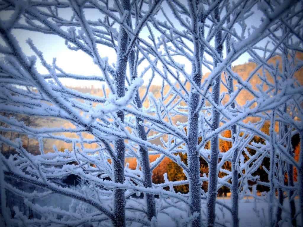 Where Time Pauses: The Twelve Nights of Yule and the Return of Light (english original)
