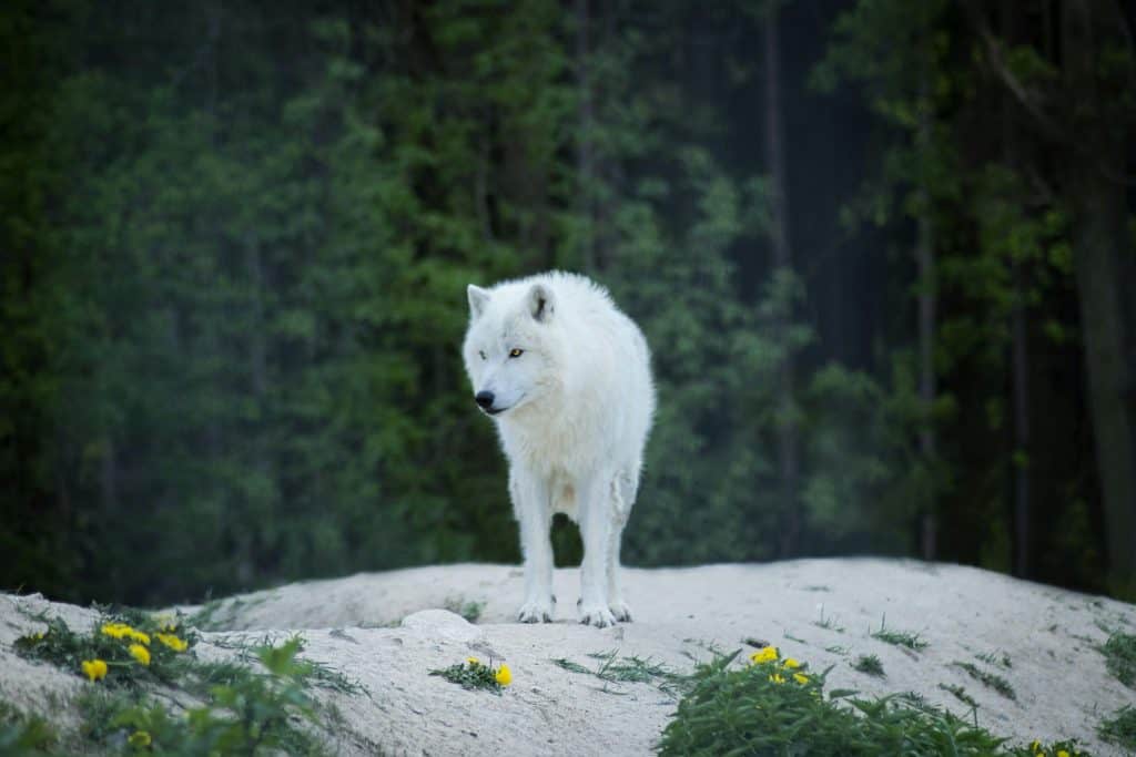 The Art of Rewilding  — Returning to the Sacred Flow of Life (english original)
