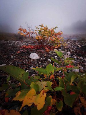 Darrel Combs Blog