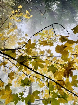 Darrel Combs Blog