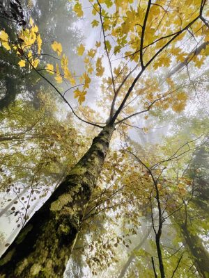 Darrel Combs Blog